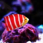 seekor ikan berwarna merah dan putih diantara terumbu karang.