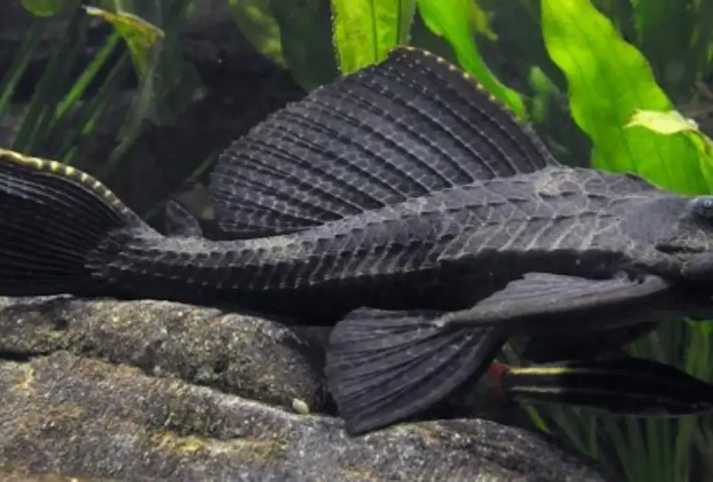 Ikan Sapu-Sapu: Antara Hama Sungai Jakarta dan Manfaat Tersembunyi Bagi Ekosistem Akuarium