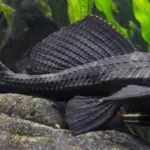 Ikan Sapu-Sapu: Antara Hama Sungai Jakarta dan Manfaat Tersembunyi Bagi Ekosistem Akuarium