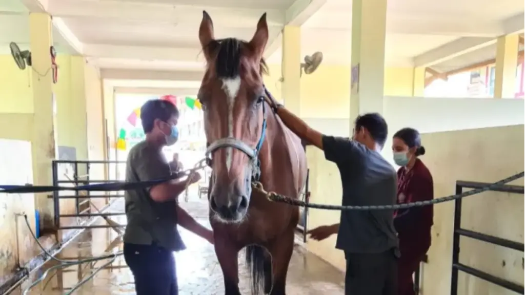 Potret tenaga didik FKH Unpad merawat kuda