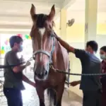 Potret tenaga didik FKH Unpad merawat kuda