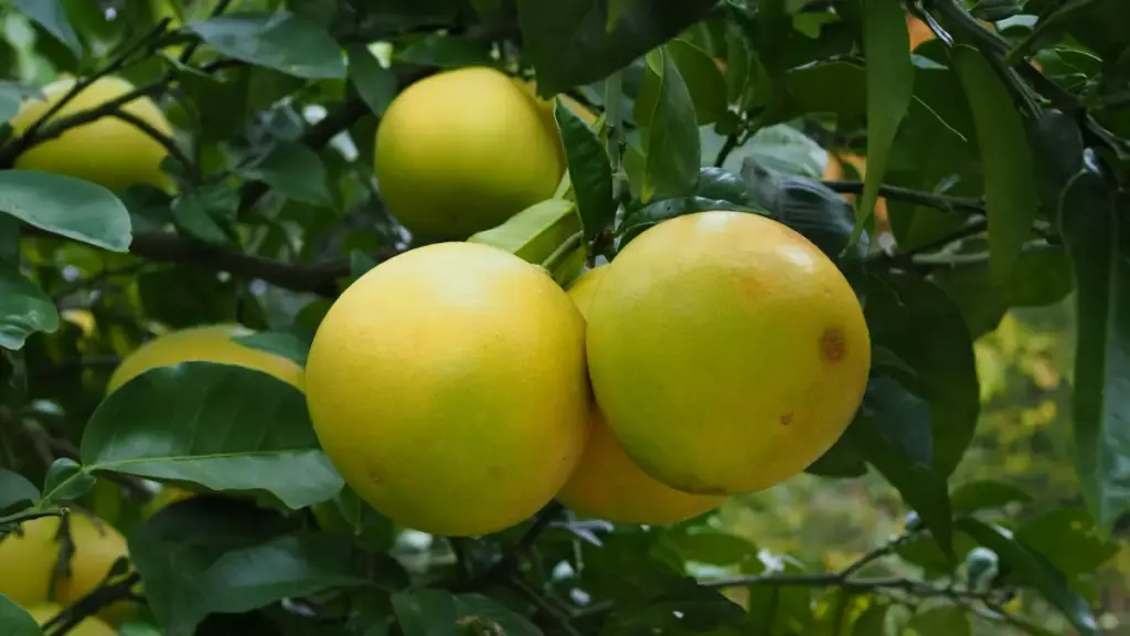 Potret sejumlah jeruk bali yang masih menggantung di pepohonan