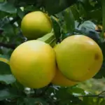 Potret sejumlah jeruk bali yang masih menggantung di pepohonan