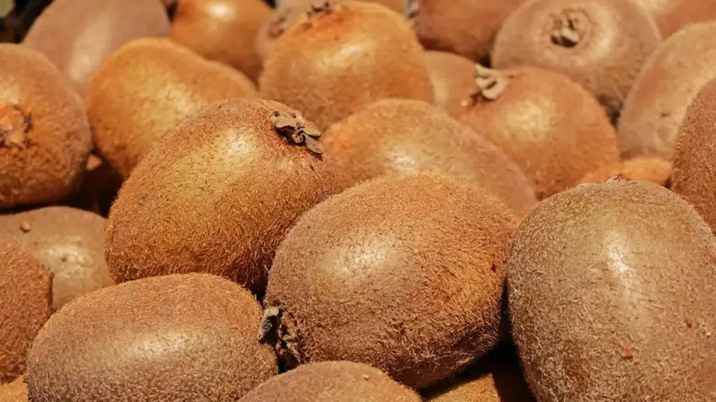 Tumpukan kiwi yang belum diolah