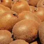 Tumpukan kiwi yang belum diolah