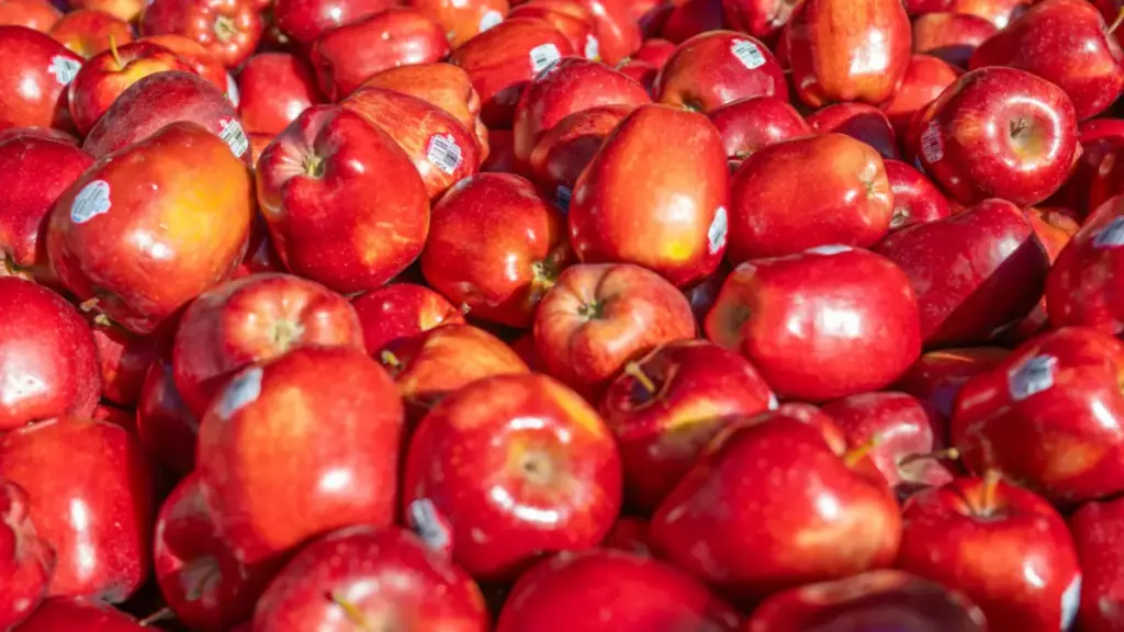 Tumpukan apel Gala segar yang terkena caha matahari.