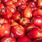 Tumpukan apel Gala segar yang terkena caha matahari.