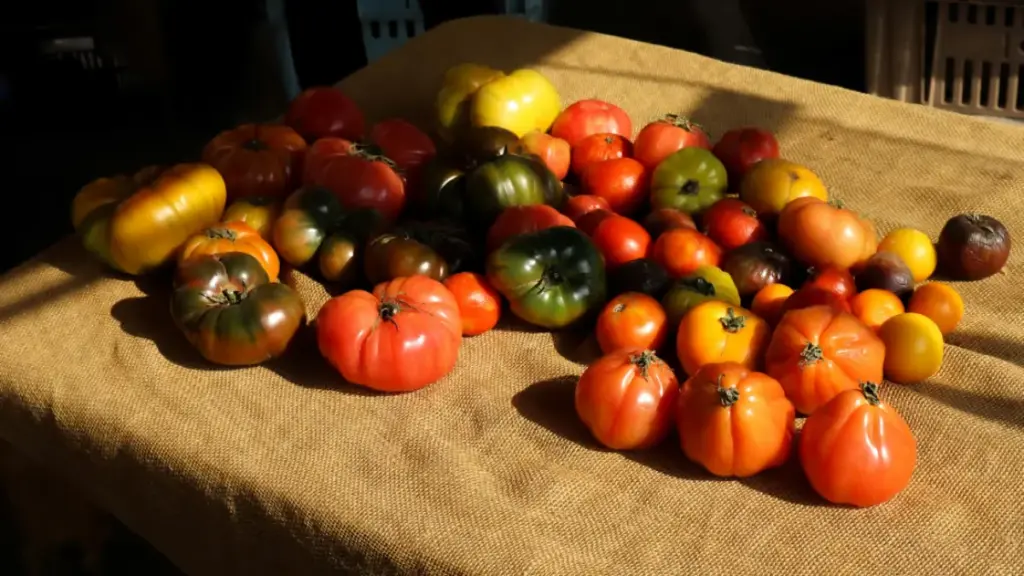 Potret berbagai macam tomat ditata acak di atas meja beralaskan kain cokelat