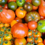 Potret berbagai macam tomat ditata di atas meja