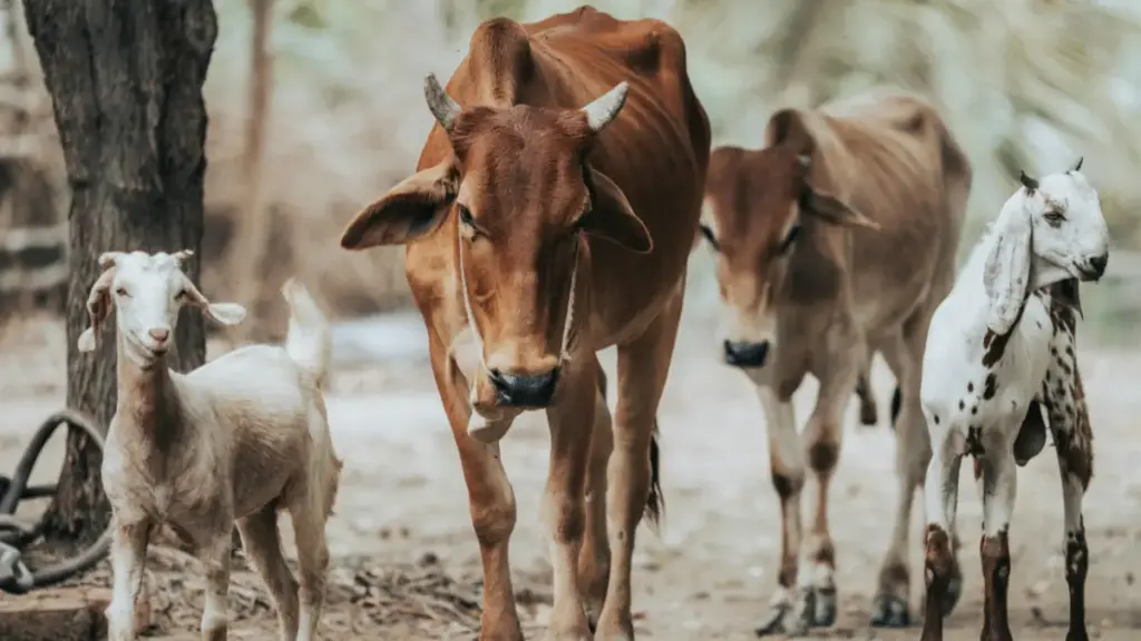 gambar berisi 2 ekor sapi dan 2 ekor kambing yang sedang berjalan bersama