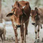 gambar berisi 2 ekor sapi dan 2 ekor kambing yang sedang berjalan bersama