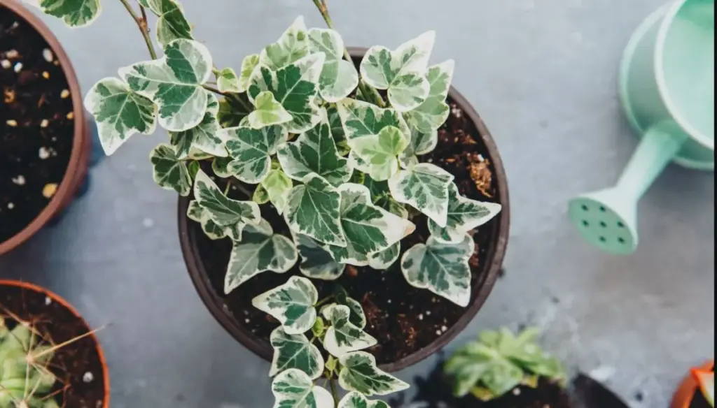 Rumah Sehat dan Estetik: 5 Tanaman Indoor Penyerap Polusi yang Wajib Ada di Rumah