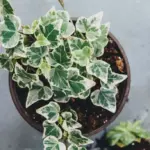 Rumah Sehat dan Estetik: 5 Tanaman Indoor Penyerap Polusi yang Wajib Ada di Rumah