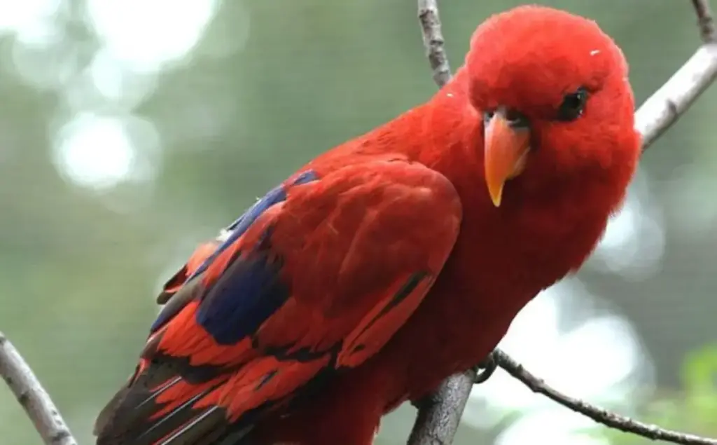 gambar berisi burung nuri yang sedang bertengger di poon
