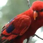 gambar berisi burung nuri yang sedang bertengger di poon