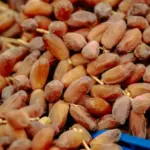 Potret setumpukan kurma di dalam keranjang berwarna biru