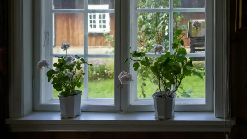 Potret bunga Geranium tertanam di dalam pot dan disimpan di dekat jendela