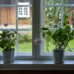 Potret bunga Geranium tertanam di dalam pot dan disimpan di dekat jendela