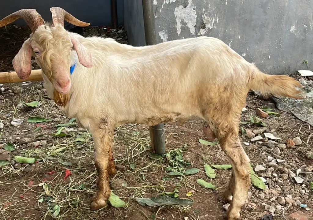 gambar kambing yang akan disembelih