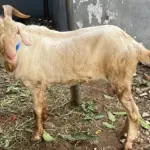 gambar kambing yang akan disembelih