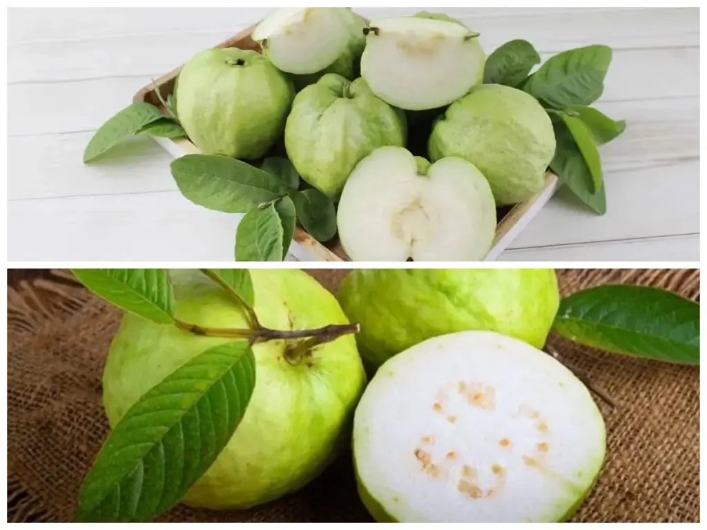 gambar berisi buah jambu kristal yang sudah matang