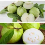 gambar berisi buah jambu kristal yang sudah matang