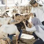 Adab dan Tata Cara Penyembelihan Hewan Kurban Sesuai Sunah: Panduan Lengkap Idul Adha
