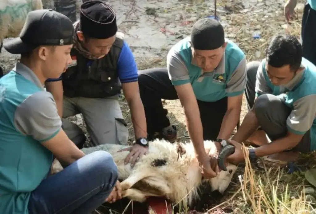 proses kurban kambing pada hari raya idul adha