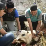 proses kurban kambing pada hari raya idul adha