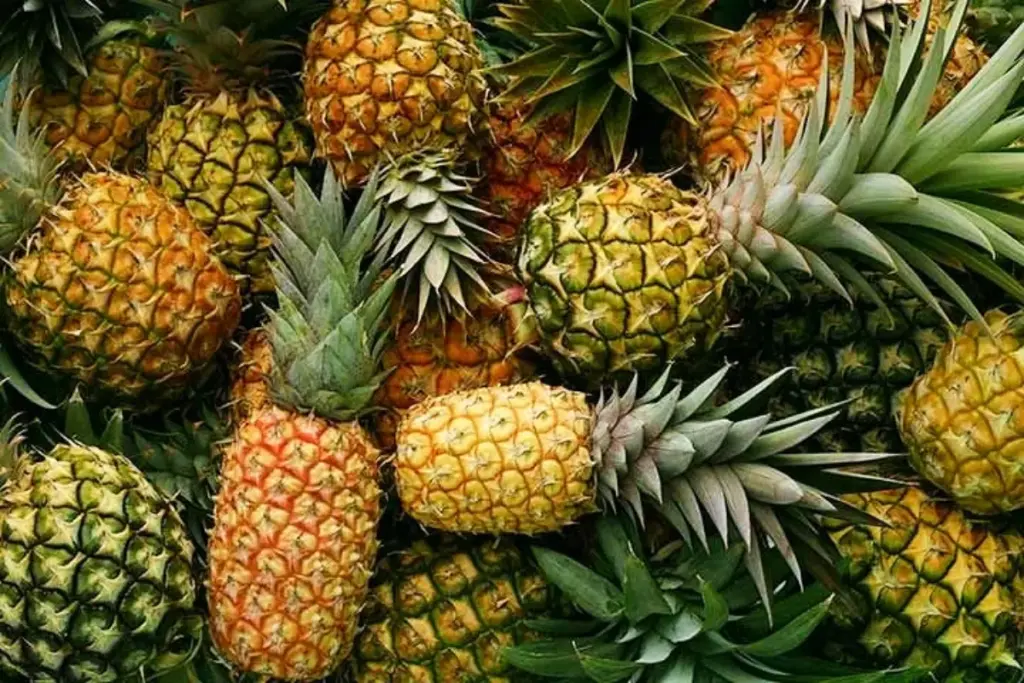 potret tumpukan nanas yang sudah dipetik dari kebun