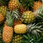 potret tumpukan nanas yang sudah dipetik dari kebun