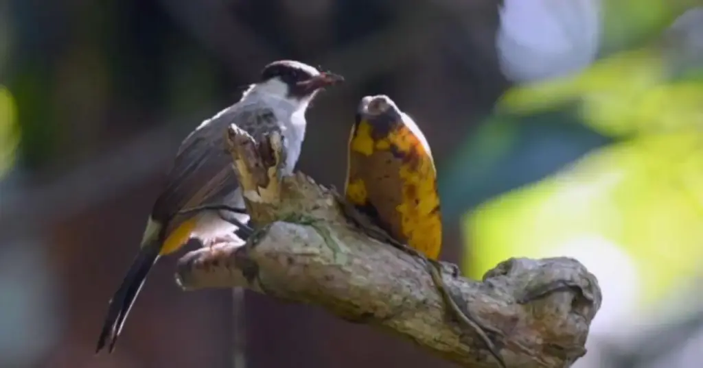Panduan Memilih Burung Peliharaan: Dari Si Mungil Kenari hingga Cockatiel yang Pintar 