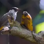 Panduan Memilih Burung Peliharaan: Dari Si Mungil Kenari hingga Cockatiel yang Pintar 