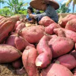Ubi Cilembu